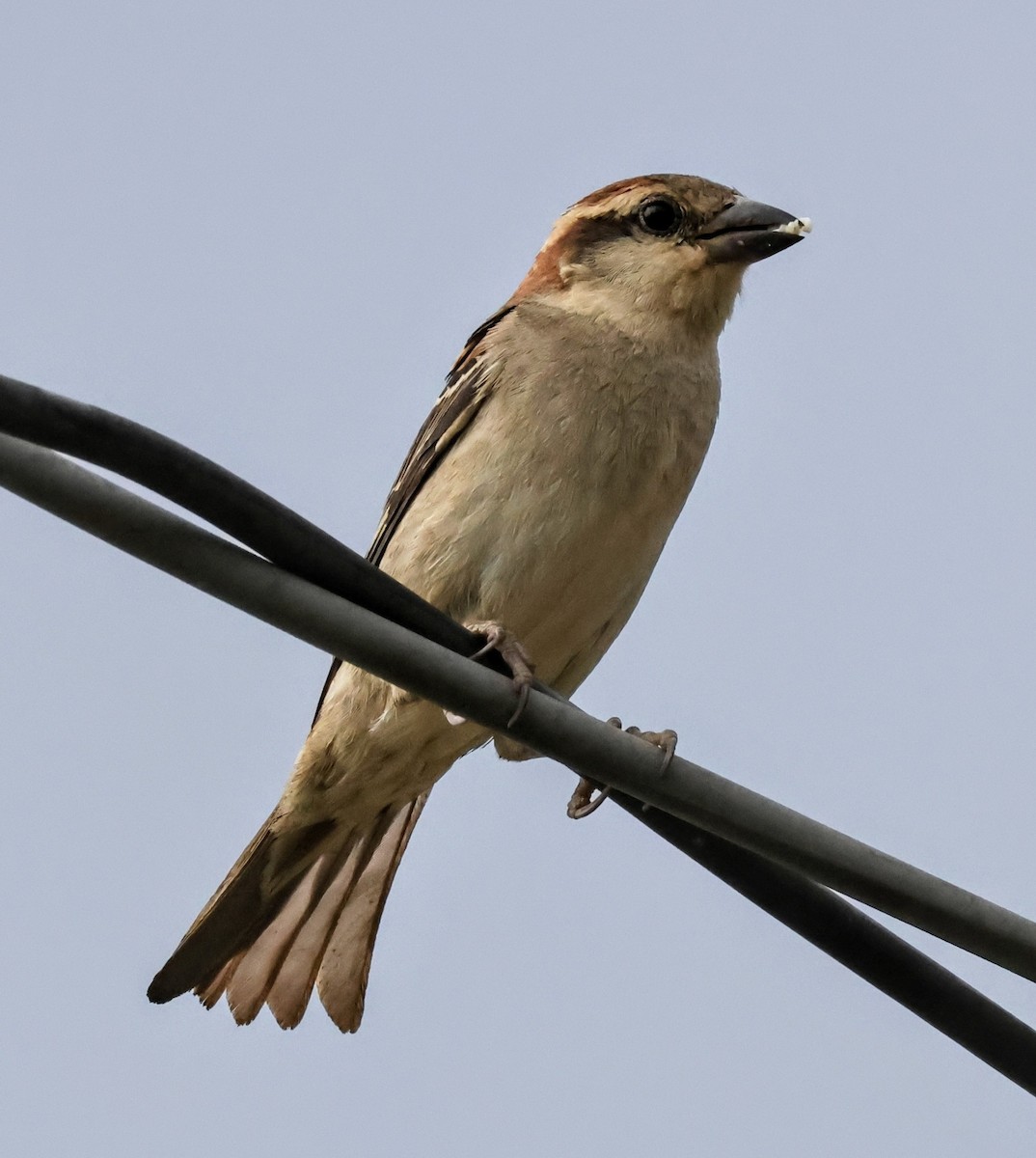 Russet Sparrow - ML617872657