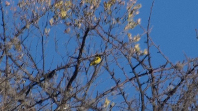 Audubon's Oriole - ML617872667