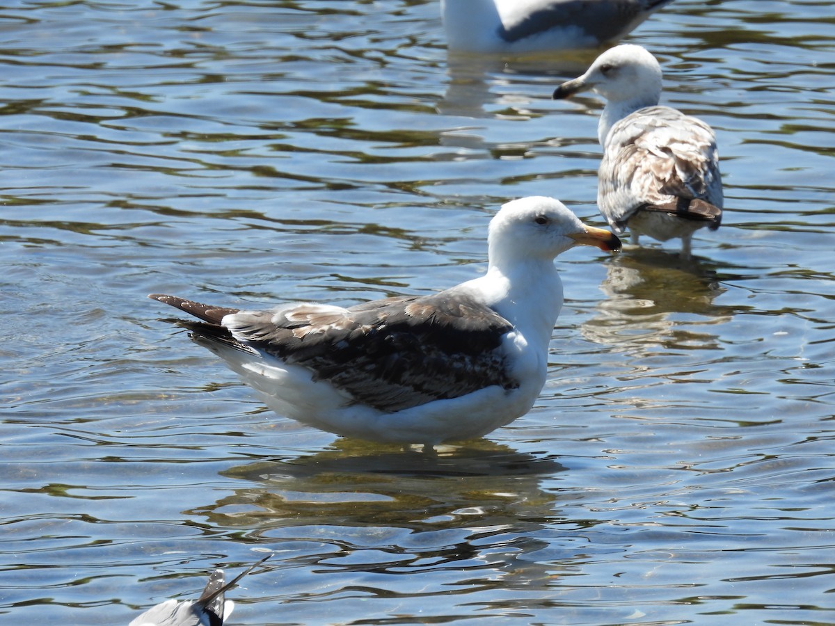 Great Black-backed Gull - Anonymous