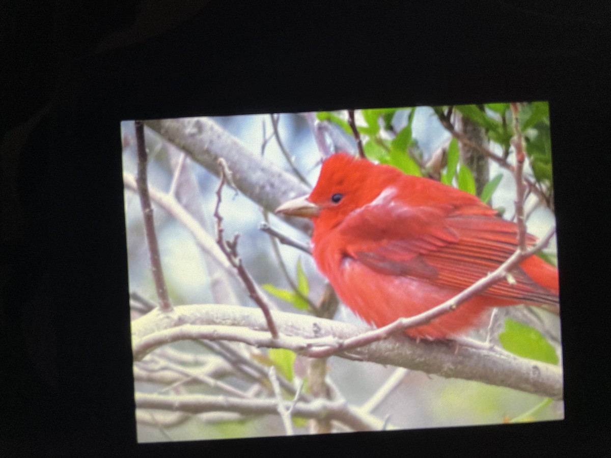 Summer Tanager - Robert Taylor