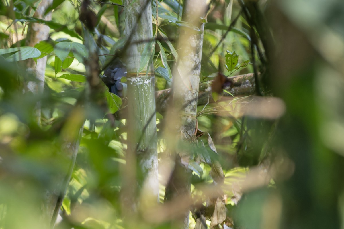 Urraca Negra (leucopterus) - ML617872828