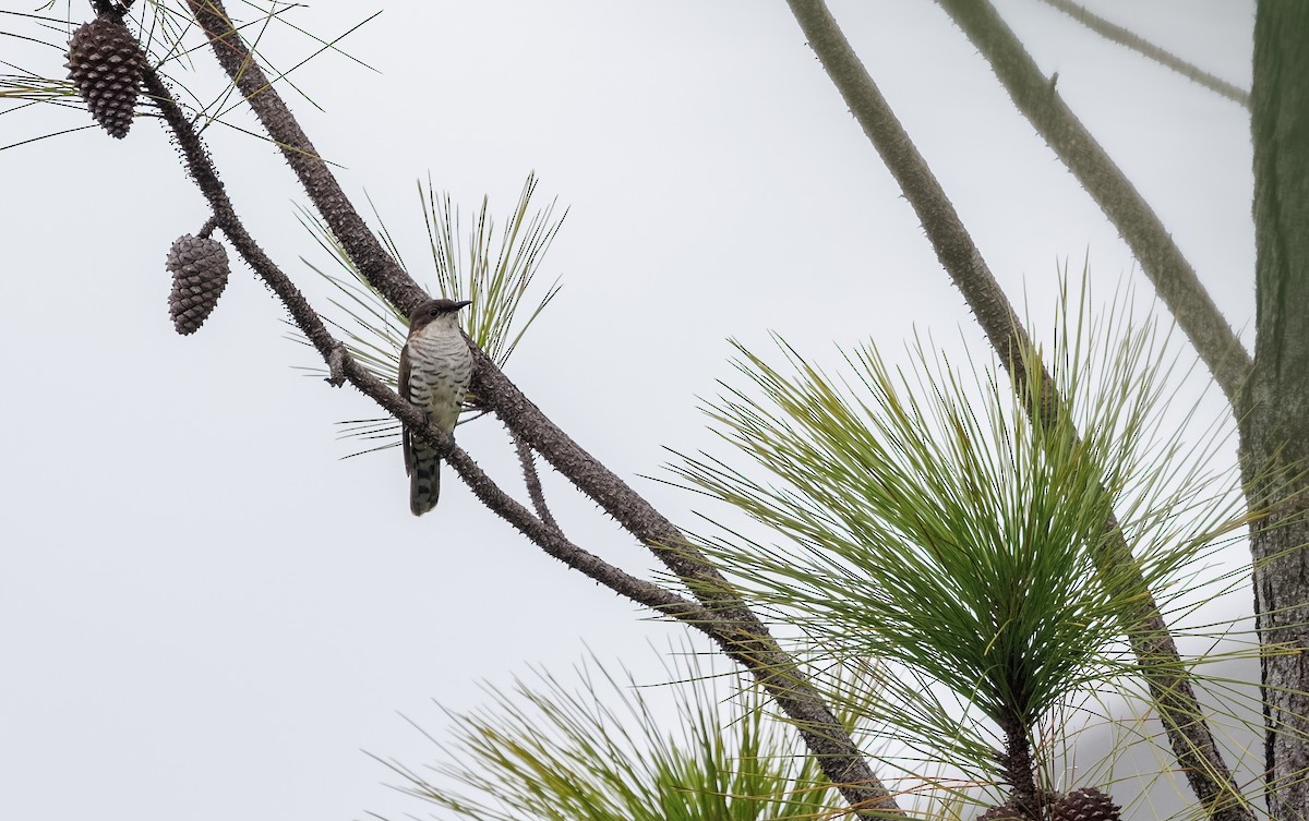 Shining Bronze-Cuckoo (New Caledonian) - ML617872860