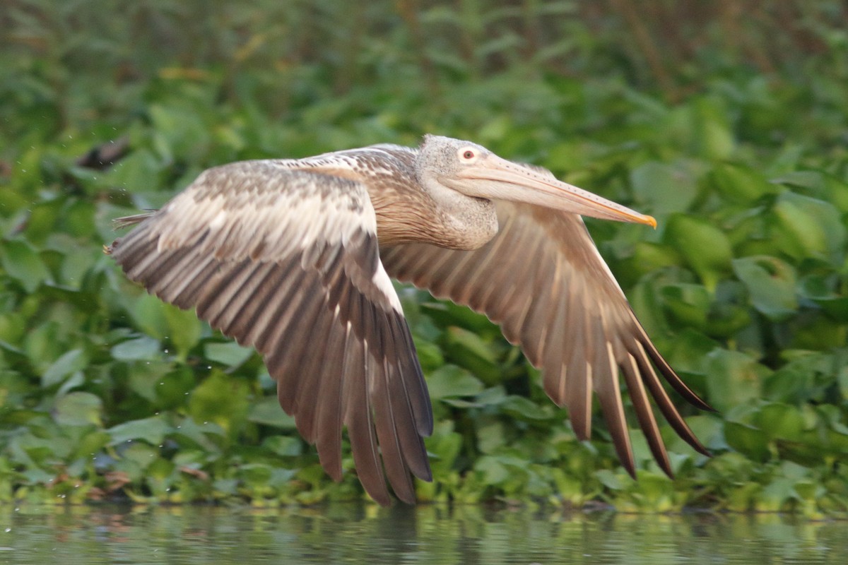 Spot-billed Pelican - ML617872869