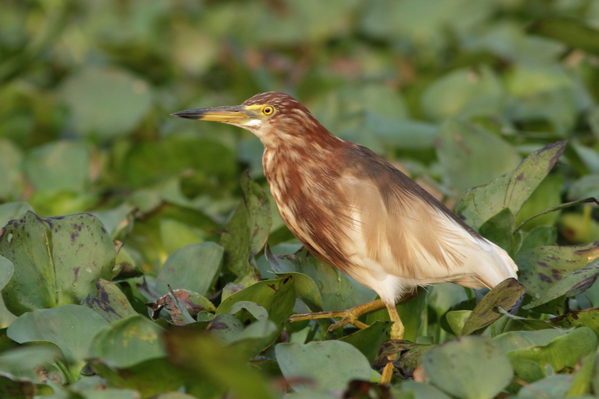 Chinese Pond-Heron - ML617872888