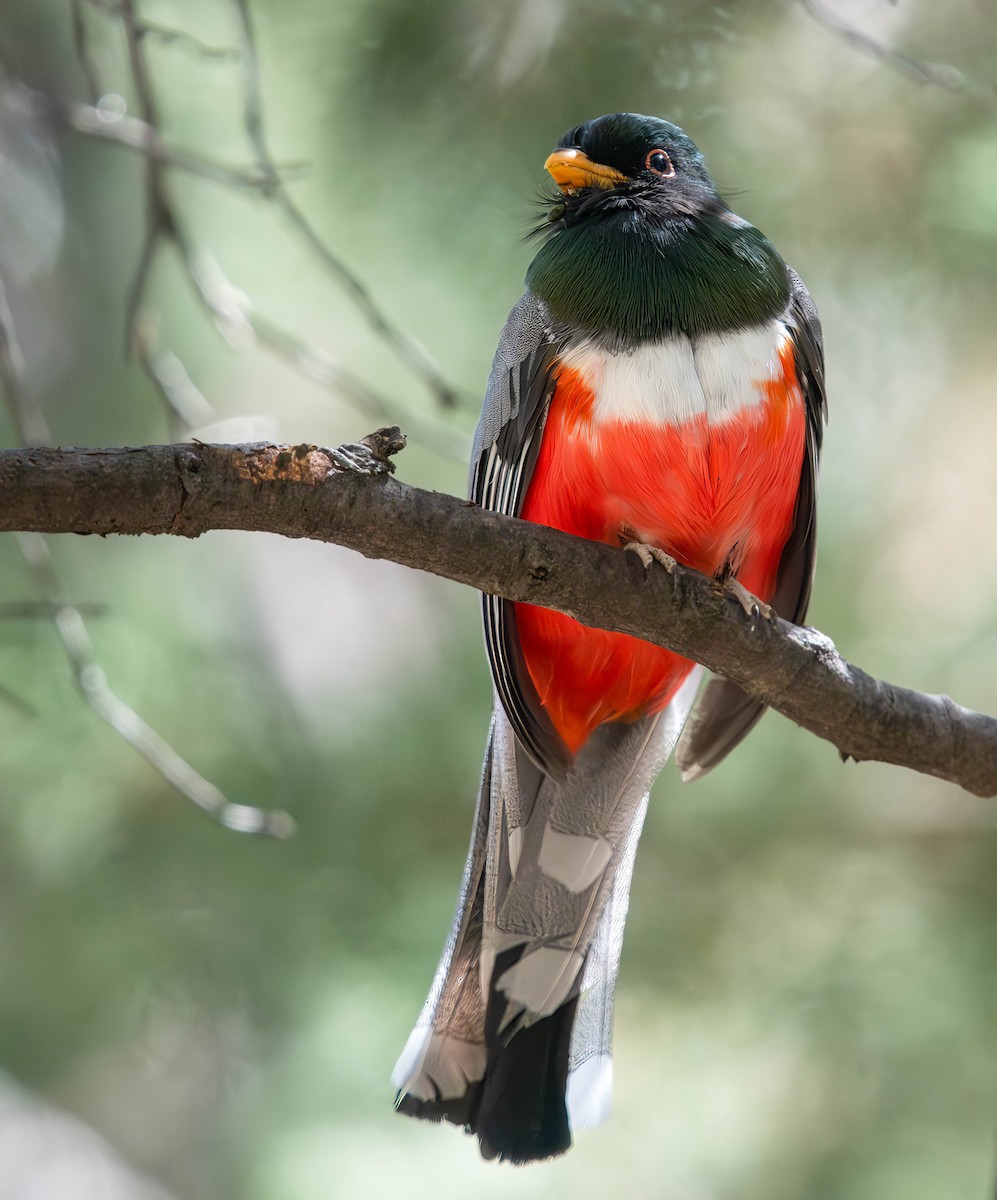 Elegant Trogon - ML617872904