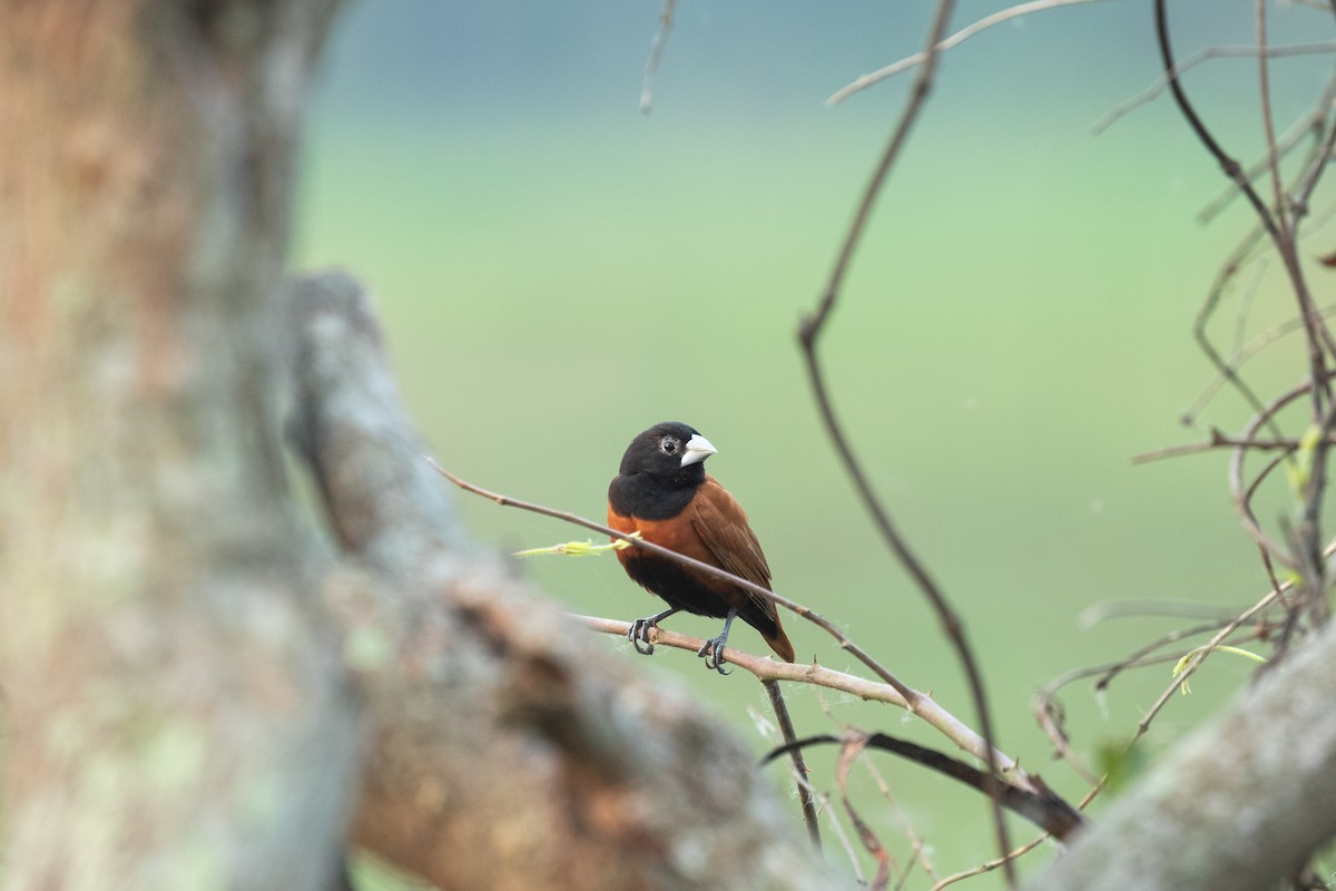 Chestnut Munia - ML617872977