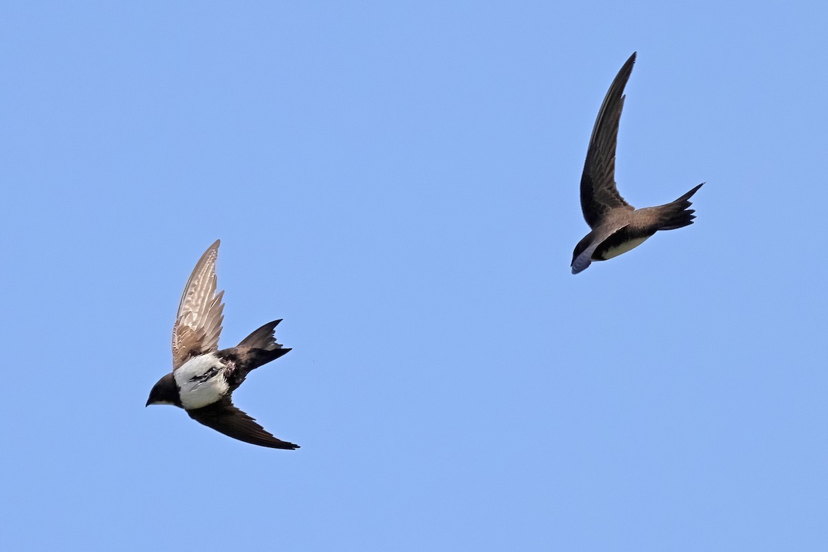 Martinet à ventre blanc - ML617873018