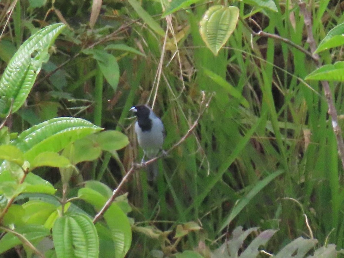 Black-faced Tanager - ML617873021