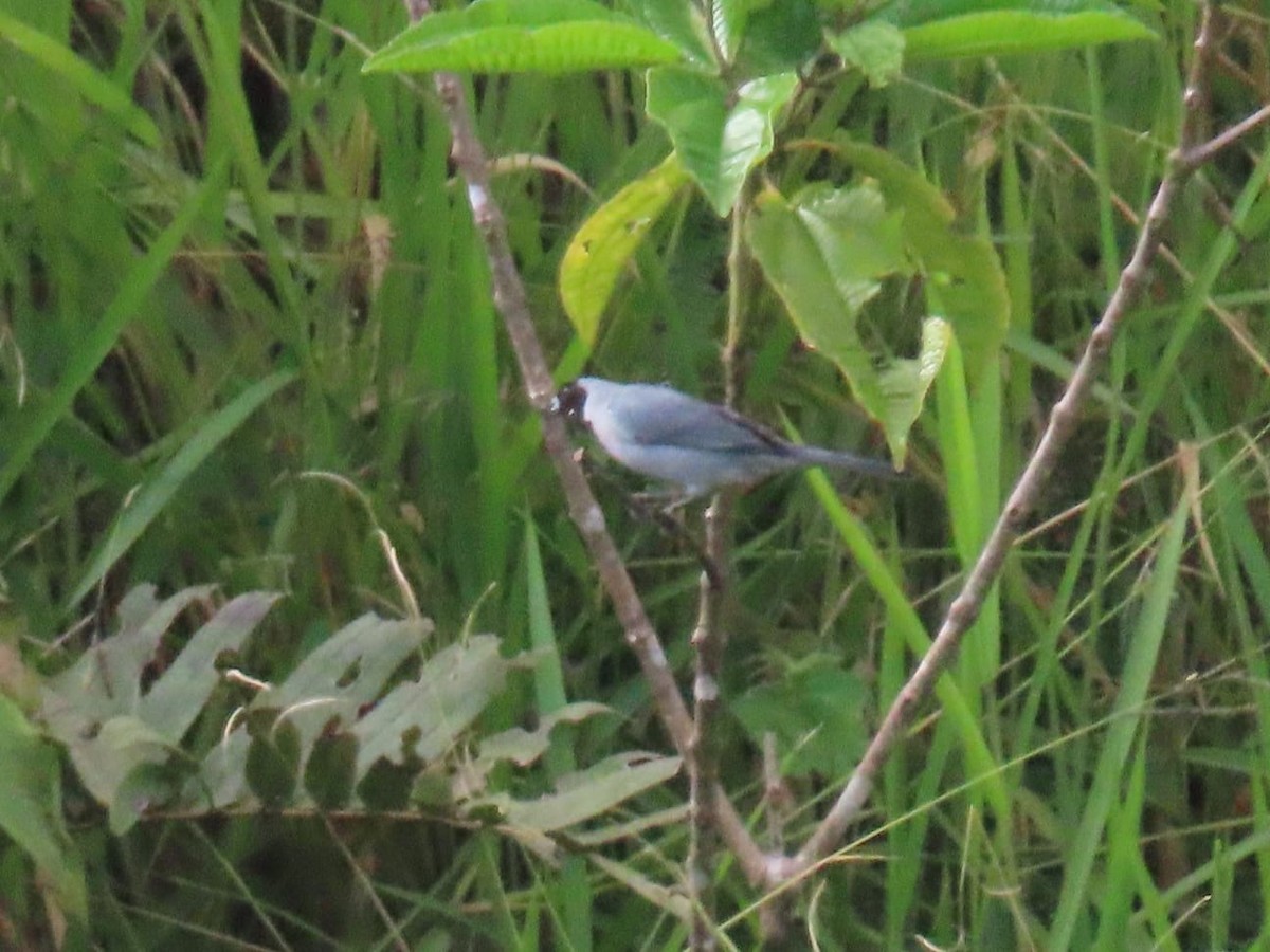 Black-faced Tanager - ML617873022