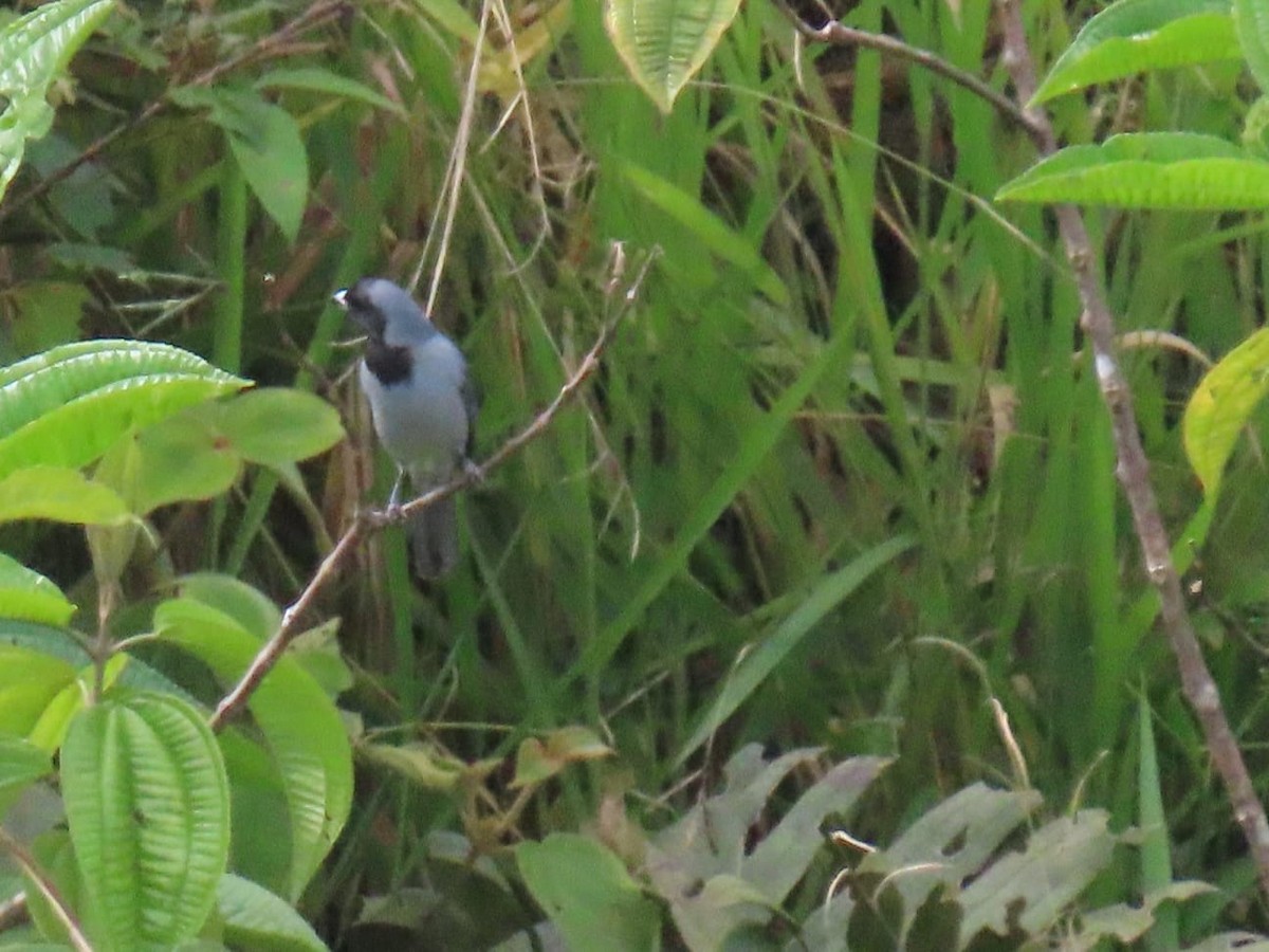 Black-faced Tanager - Ricardo Bolaños