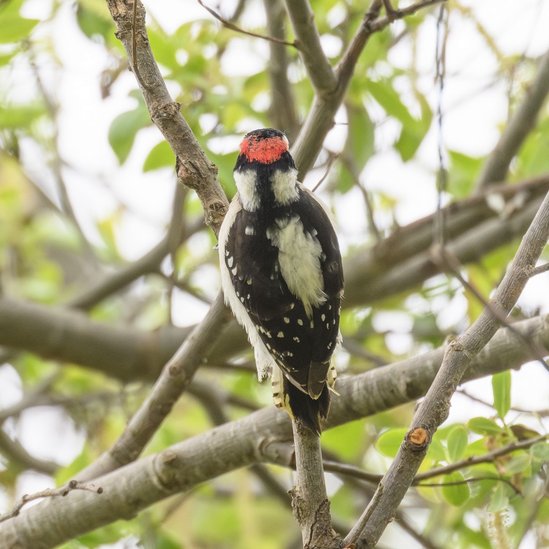 Hairy Woodpecker - Mike Gifford