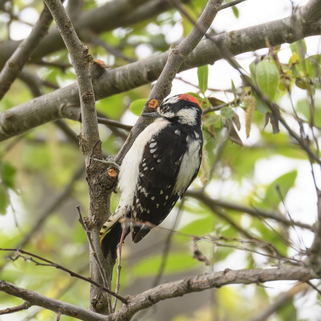 Hairy Woodpecker - ML617873046