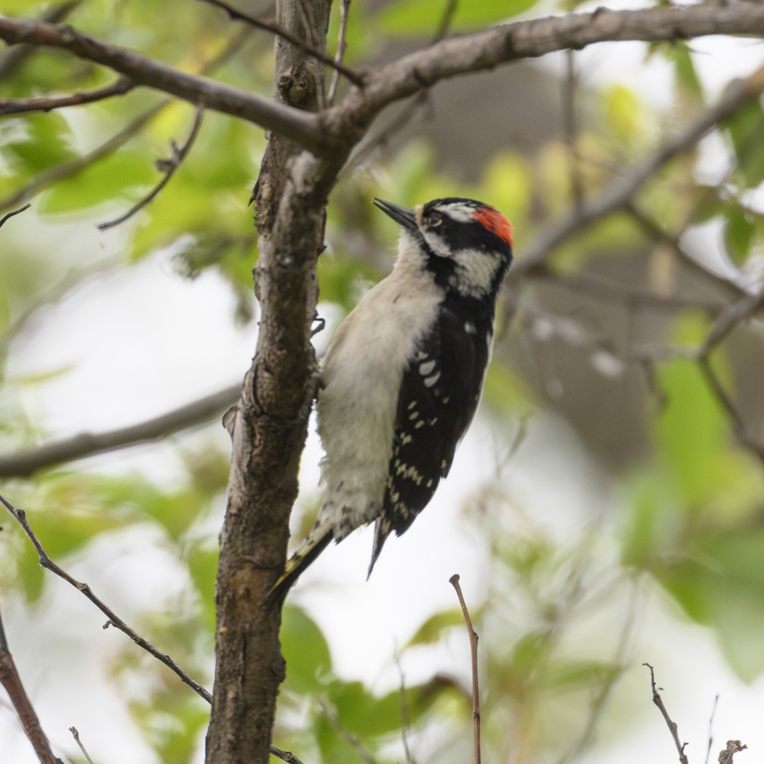 Hairy Woodpecker - Mike Gifford