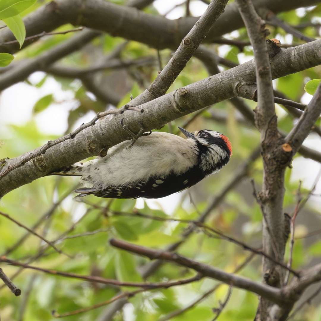 Hairy Woodpecker - Mike Gifford