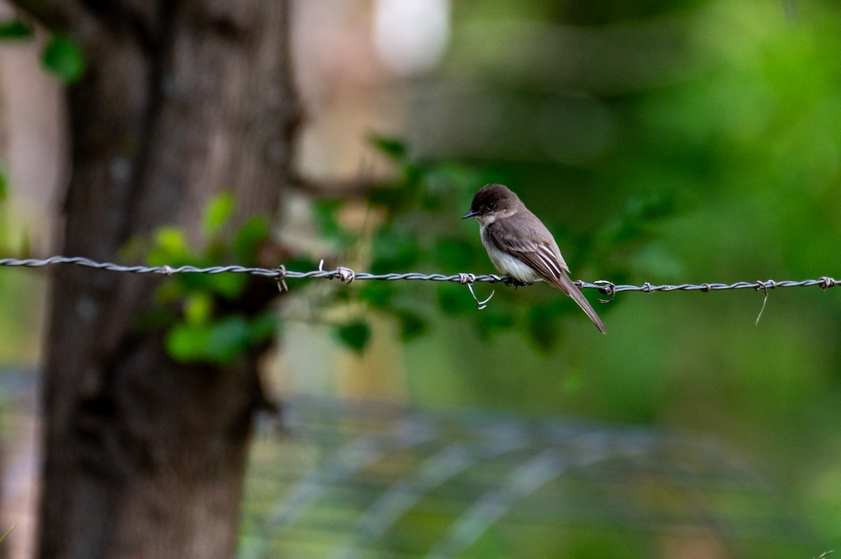 Eastern Phoebe - Randy Runtsch