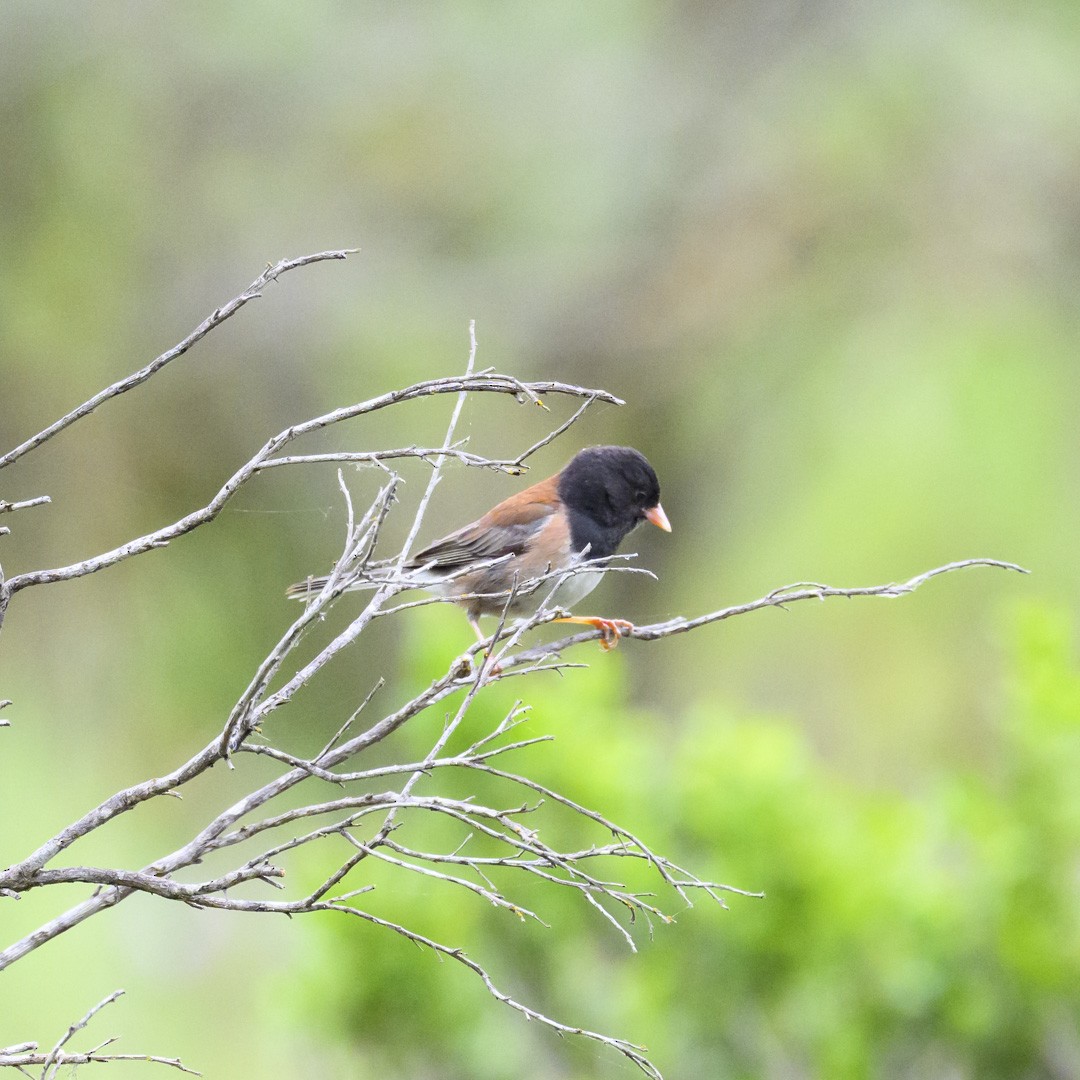 Dark-eyed Junco (Oregon) - ML617873117