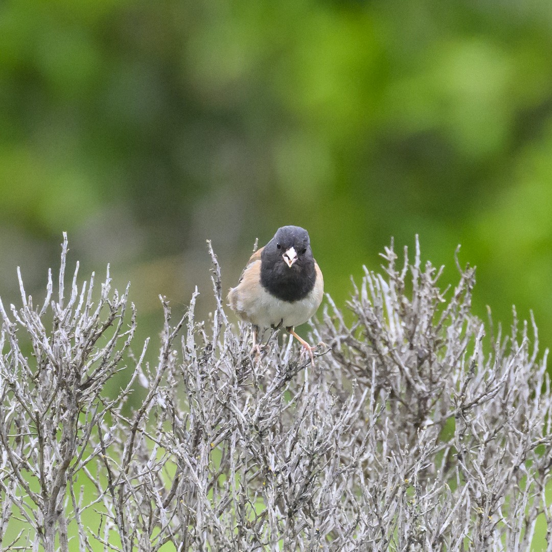 Dark-eyed Junco (Oregon) - ML617873118