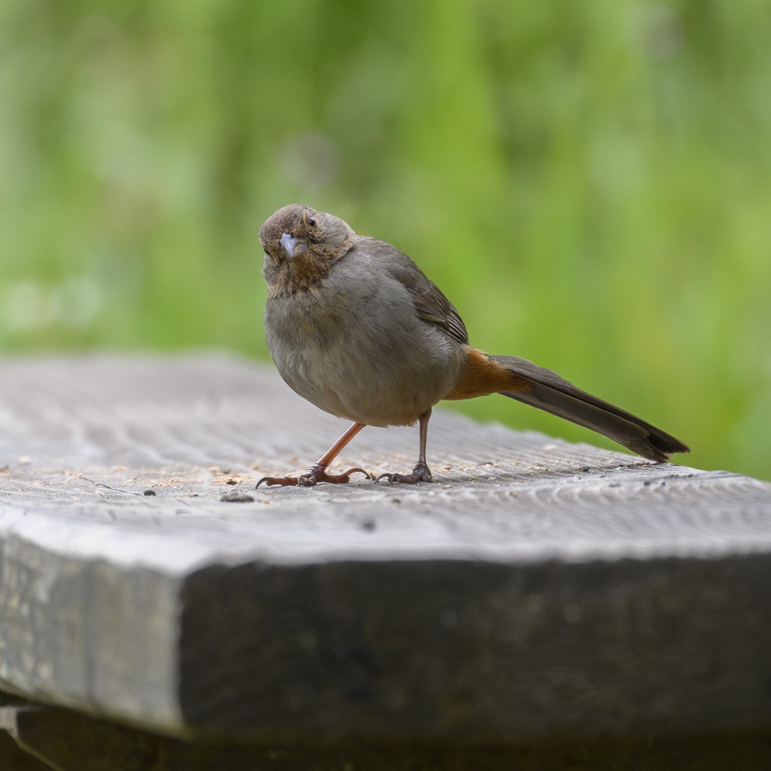 California Towhee - ML617873154