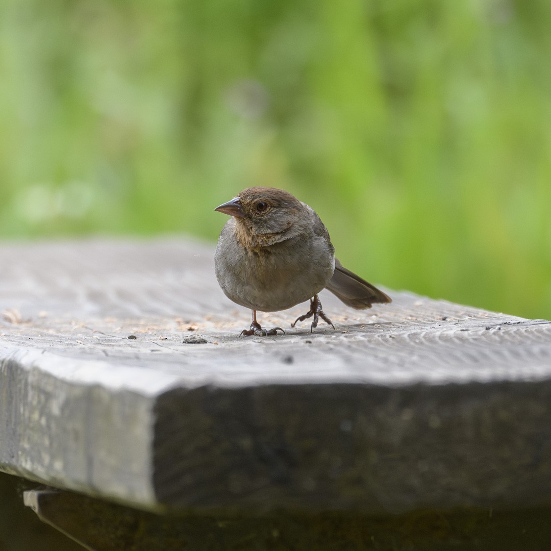 California Towhee - Mike Gifford