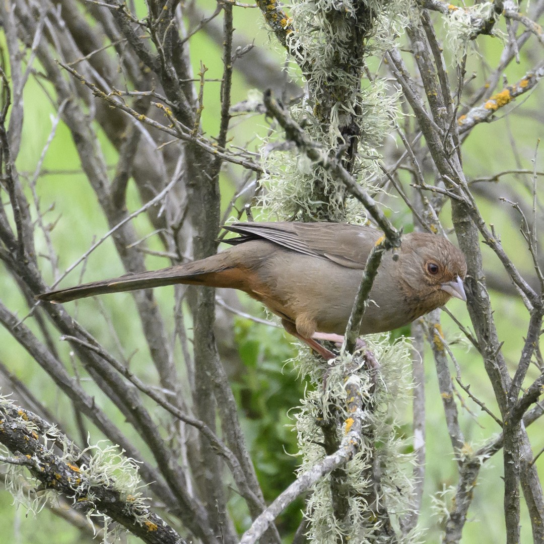 California Towhee - ML617873158