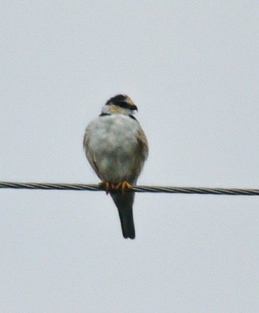 Pearl Kite - Barbara Maytom