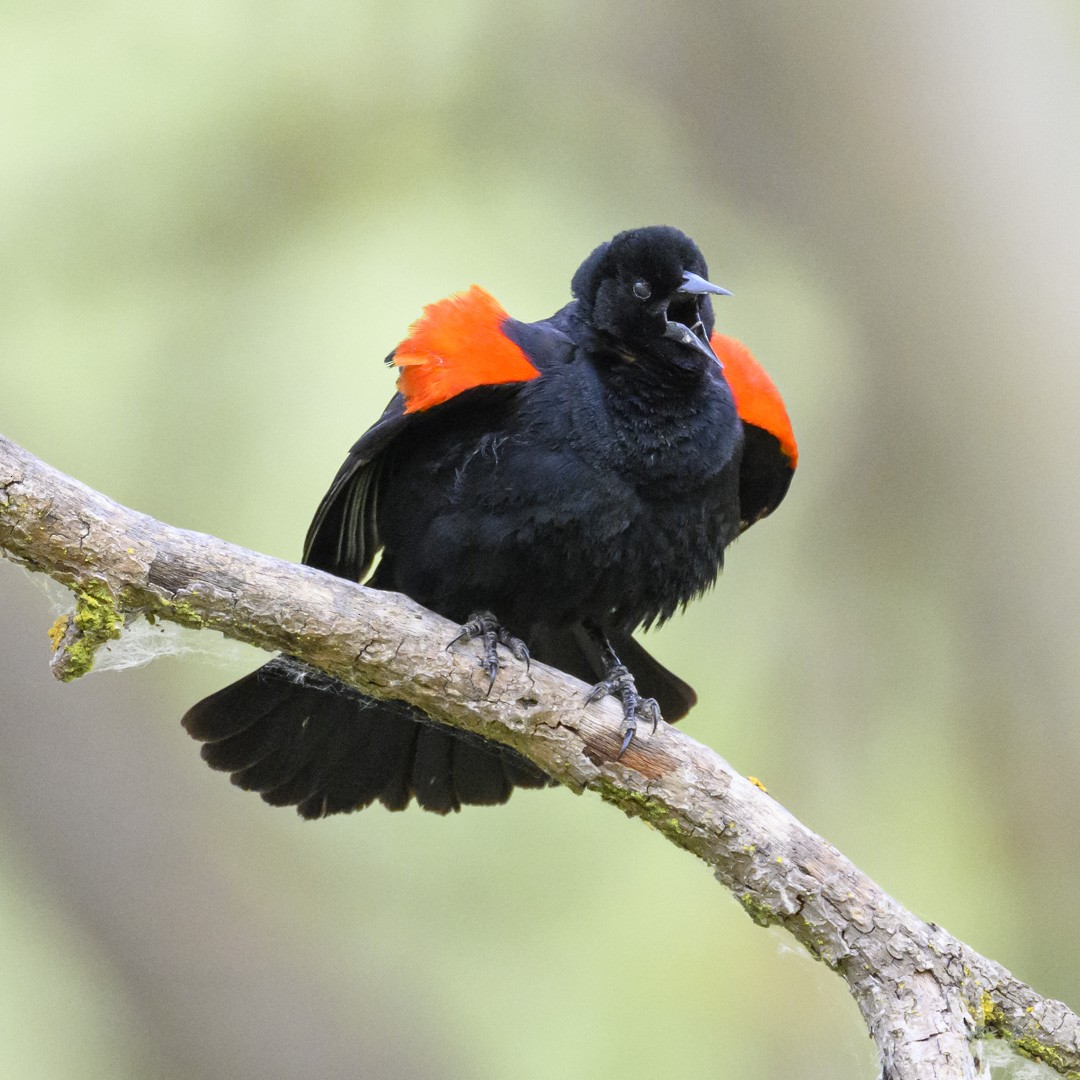 Red-winged Blackbird - Mike Gifford