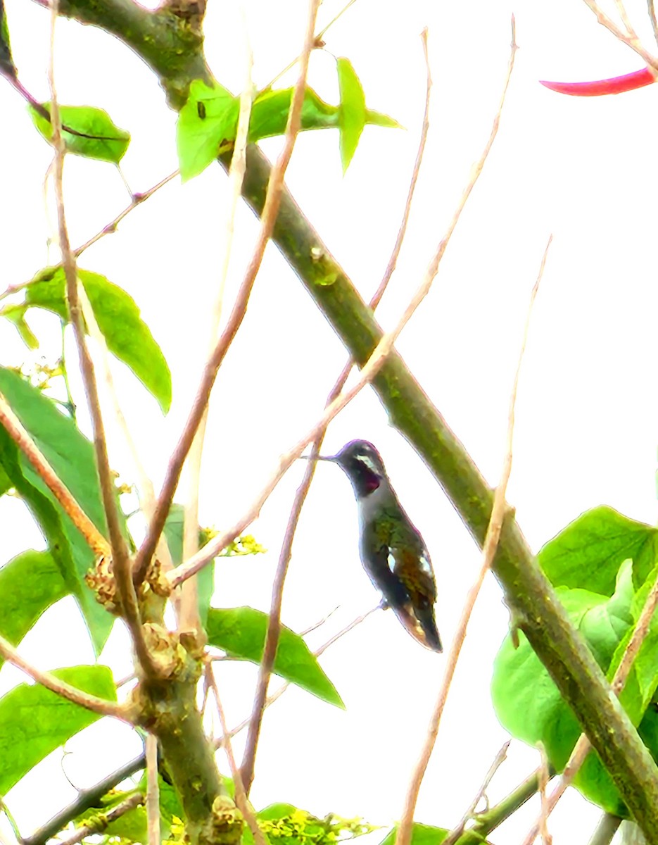 Long-billed Starthroat - ML617873180