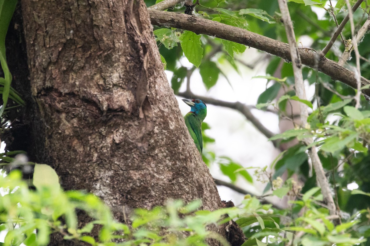 Blue-throated Barbet - ML617873218