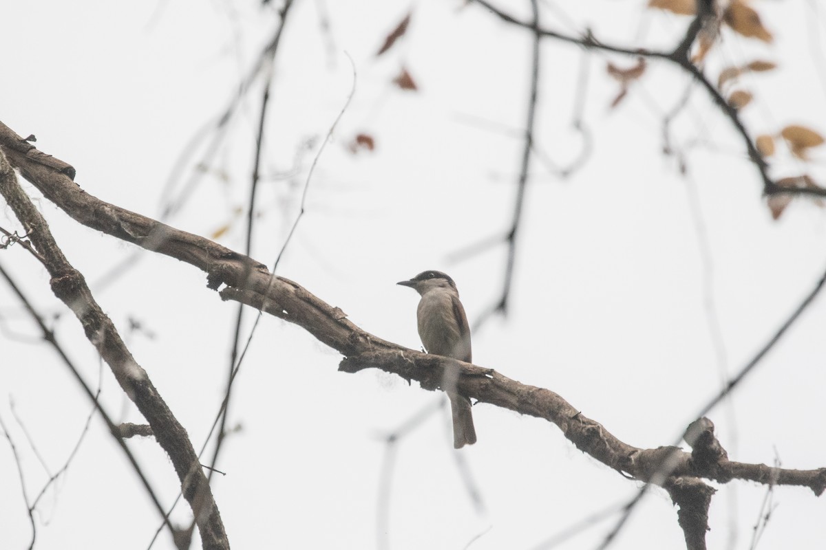 Large Woodshrike - ML617873226