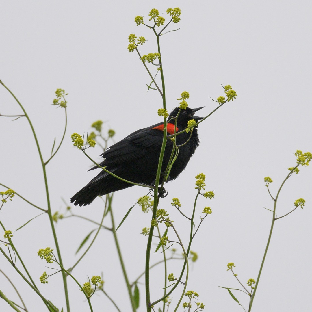 Red-winged Blackbird - ML617873237