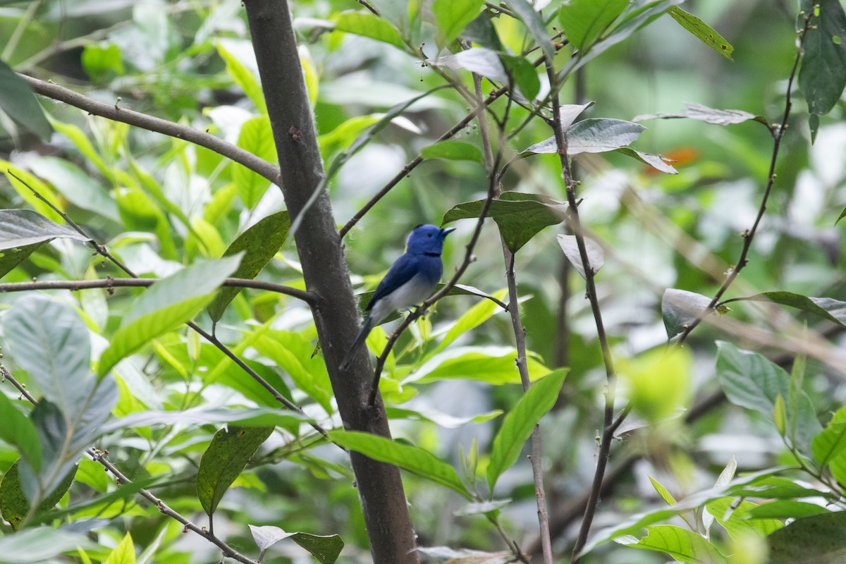 Black-naped Monarch - ML617873242