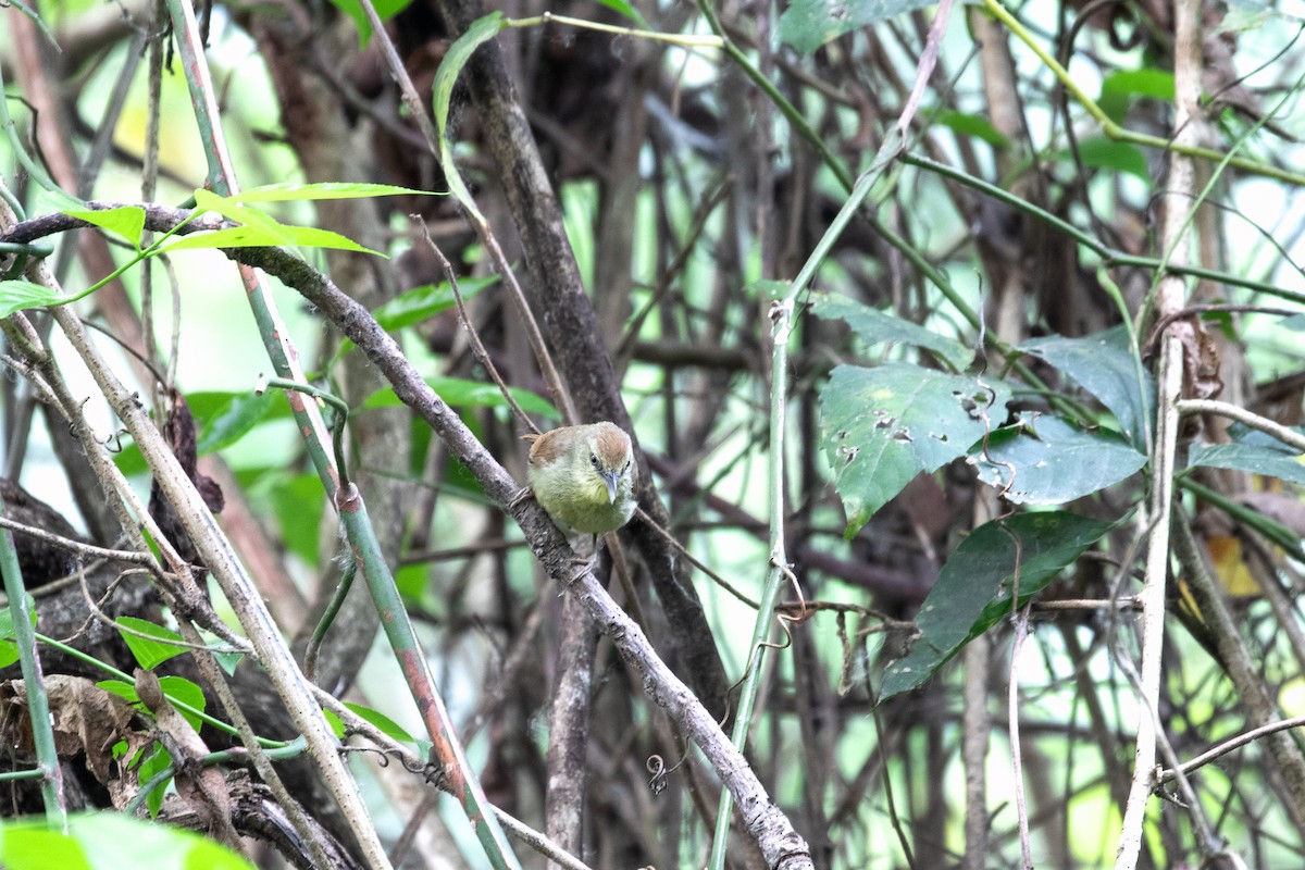 Pin-striped Tit-Babbler - ML617873256