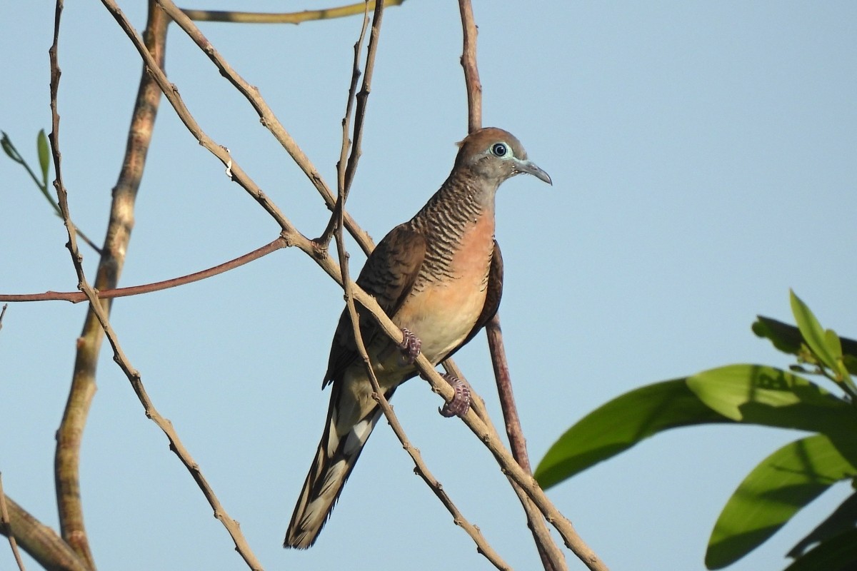 Zebra Dove - ML617873261