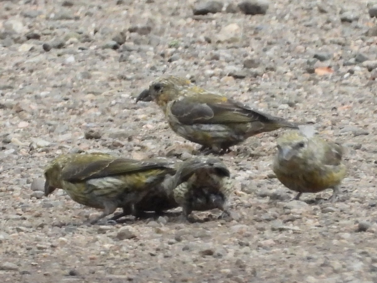 Red Crossbill - ML617873270