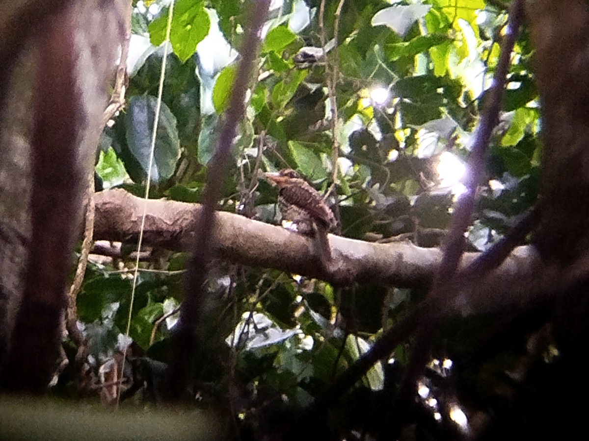 Spotted Kingfisher - ML617873283