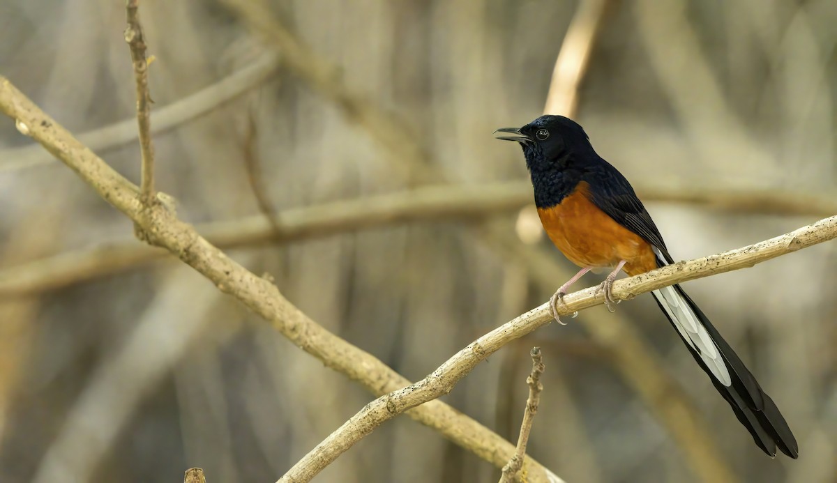 White-rumped Shama - ML617873285