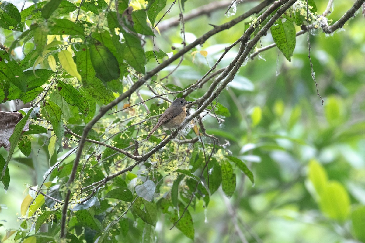 Pale-chinned Flycatcher - ML617873296