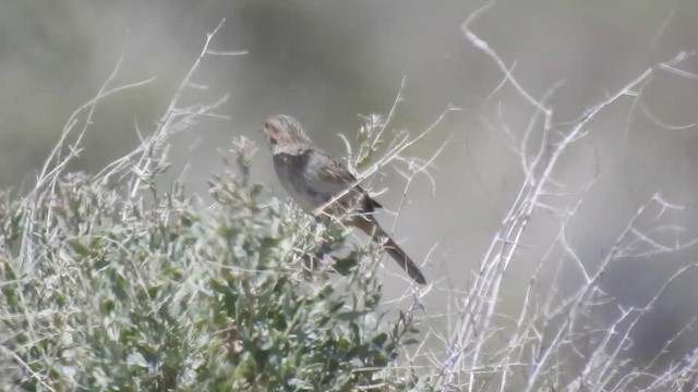 Cassin's Sparrow - ML617873303