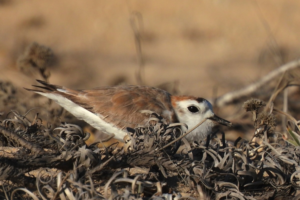 White-faced Plover - ML617873328