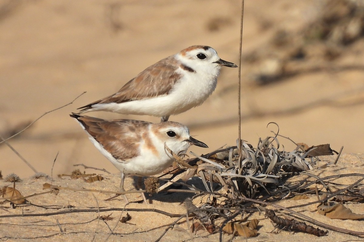 White-faced Plover - ML617873335