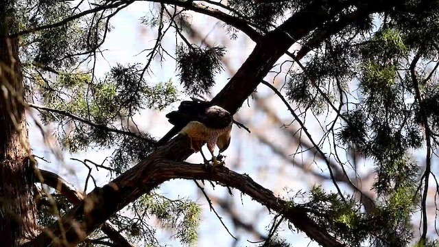 Cooper's Hawk - ML617873412