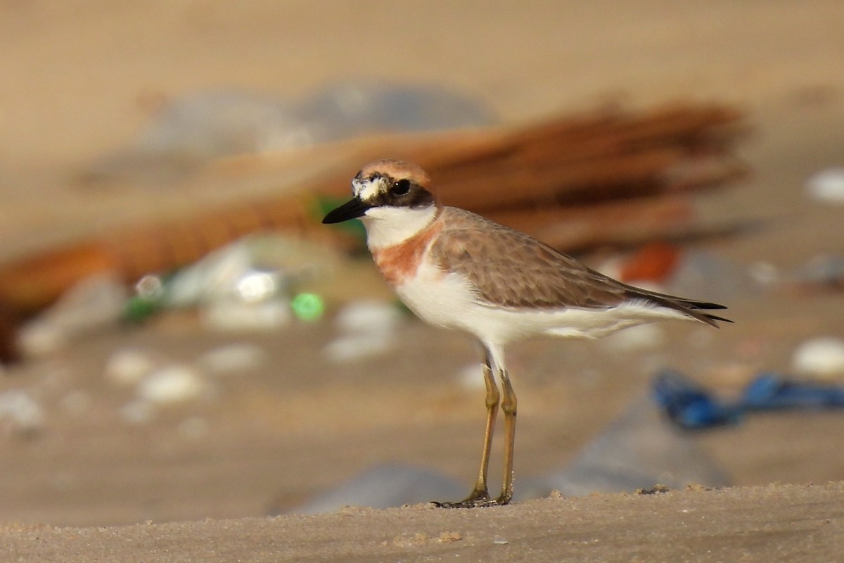 Greater Sand-Plover - ML617873419