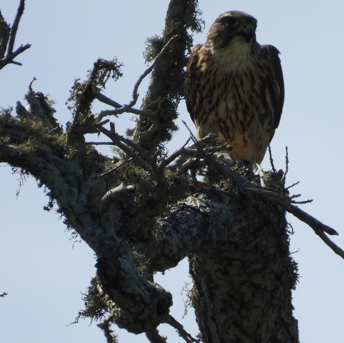 Broad-winged Hawk - ML617873440