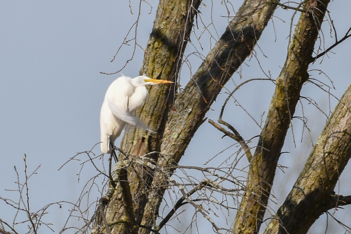 Great Egret - ML617873480