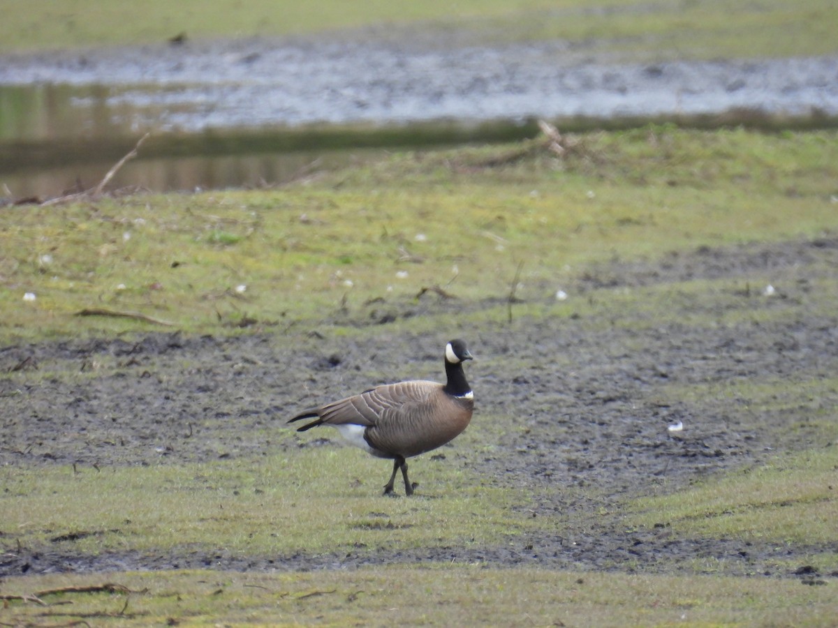 Cackling Goose - Jody  Wells