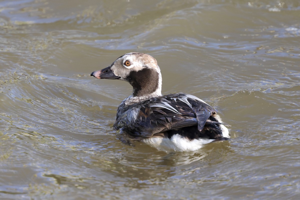 Long-tailed Duck - ML617873506