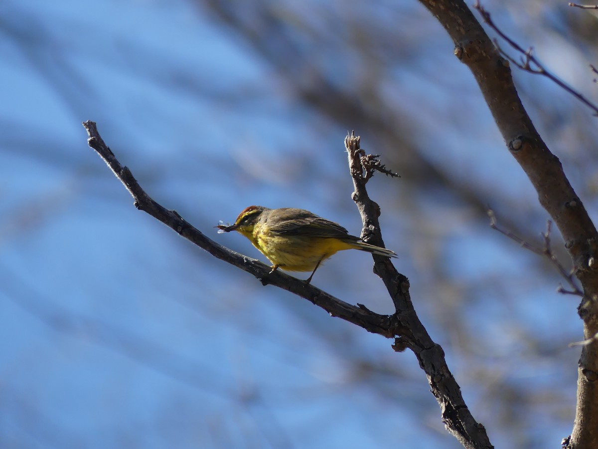 Palm Warbler - ML617873539