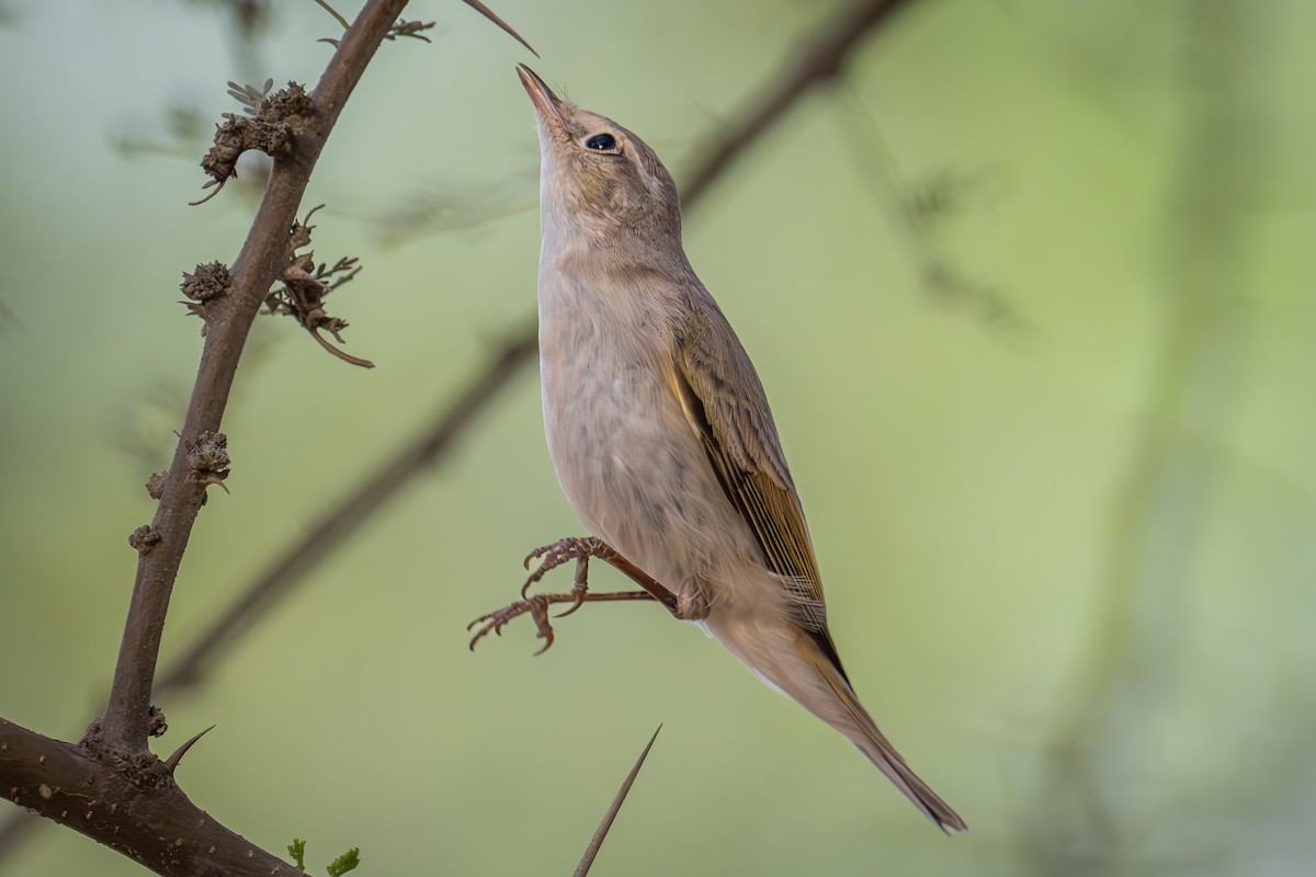 Mosquitero Oriental - ML617873549