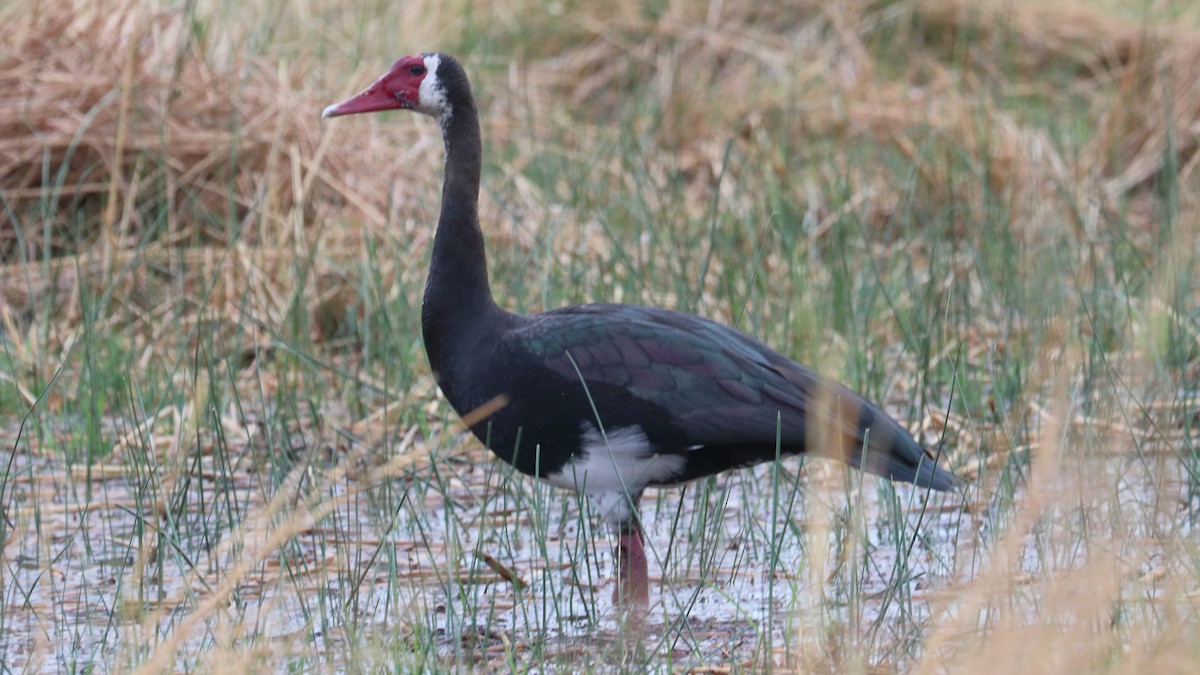 ツメバガン（niger） - ML617873551