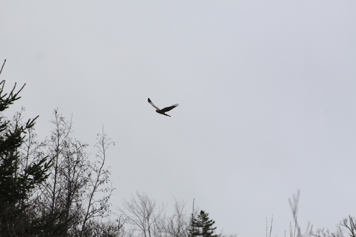 Northern Harrier - ML617873569